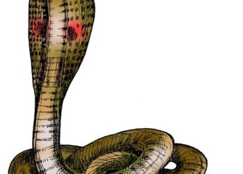 विषारी सापाच्या दंशाने मुलगा दगावला ; हतबल बापाचा भिंतीवर डोके आपटत आक्रोश