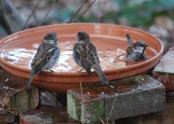 जामनेरच्या अभिनव संकल्प प्रतिष्ठाणचा अभिनव उपक्रम