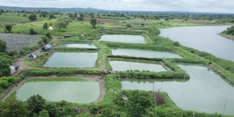 मांगूर माशांची पैदास : बुलढाण्यात गुन्हे दाखल तर जळगावात केवळ चौकशीचा फार्स !