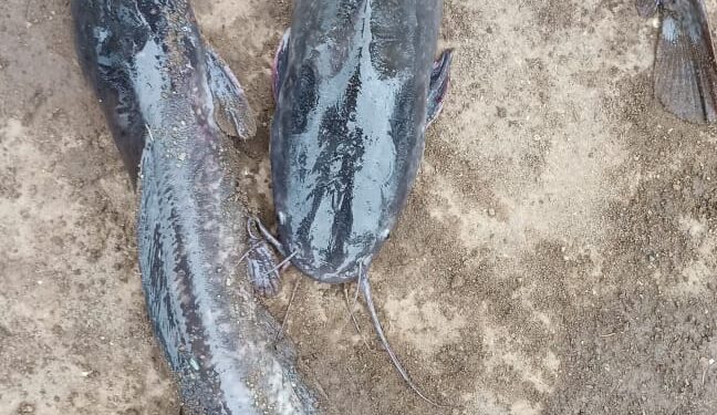 “केसरीराज”च्या वृत्तानंतर प्रशासन झाले जागे, अखेर एकावर गुन्हा दाखल