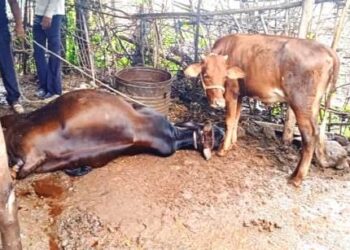 विजेची तार तुटल्याने धक्का लागून गाय मृत्युमुखी, महावितरणच्या तत्परतेने पुढील अनर्थ टळला !