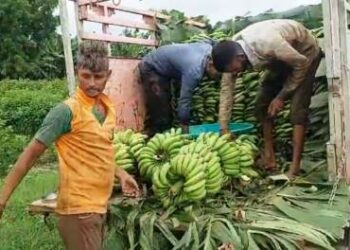 सततच्या वादळी पावसाने केळीची प्रत खालावली,  माती मोल भावाने विक्री !