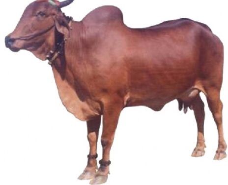 पुतळ्याचे अनावरण राजशिष्टाचारानुसार, आक्षेप चुकीचा : जयश्री महाजन