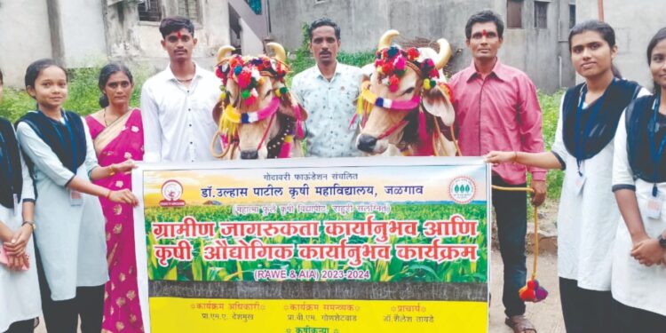 डॉ.उल्हास पाटील कृषि महाविद्यालय कृषि कन्यांनी उत्साहात साजरा केला बैल पोळा