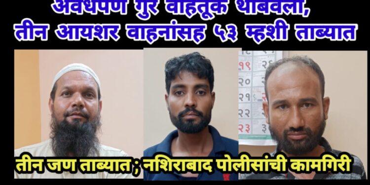 अवैधपणे गुरे वाहतूक थांबवली, तीन आयशर वाहनांसह ५३ म्हशी ताब्यात