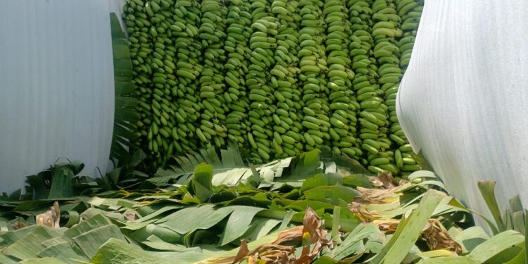 देशभर मागणी वाढल्याने केळीच्या भावात तेजी