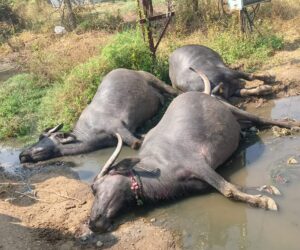 विद्युत डीपीजवळ विजेच्या धक्क्याने तीन म्हशी जागीच ठार