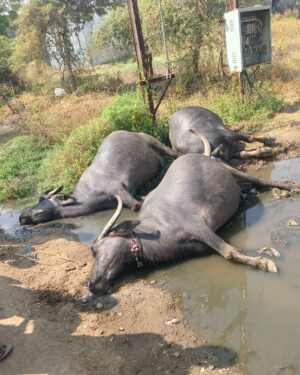 विद्युत डीपीजवळ विजेच्या धक्क्याने तीन म्हशी जागीच ठार