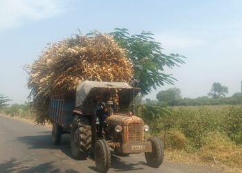 रावेर, यावल, मुक्ताईनगरात गुरांच्या चार्‍याची तिव्र टंचाई