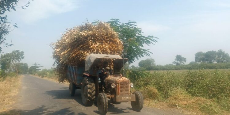 रावेर, यावल, मुक्ताईनगरात गुरांच्या चार्याची तिव्र टंचाई