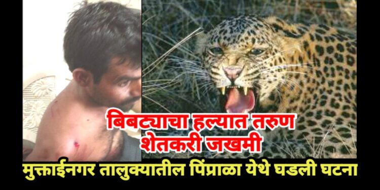 बिबट्याचा हल्ला तरुण शेतकऱ्याने परतवला, रुग्णालयात घेतले उपचार