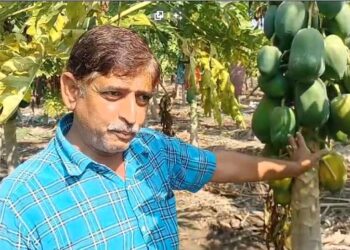 अवकाळी पावसाने रावेर-यावल तालुक्यातील पपई पिकावर संक्रांत