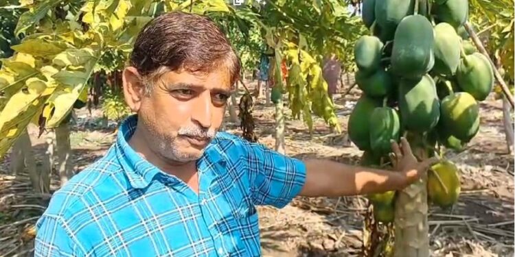 अवकाळी पावसाने रावेर-यावल तालुक्यातील पपई पिकावर संक्रांत