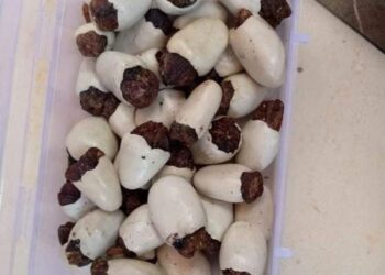 दोघं होमगार्डचे कारनामे, सफेद भिलावा देण्याच्या बहाण्याने बोलावून तरुणांना लुटले !