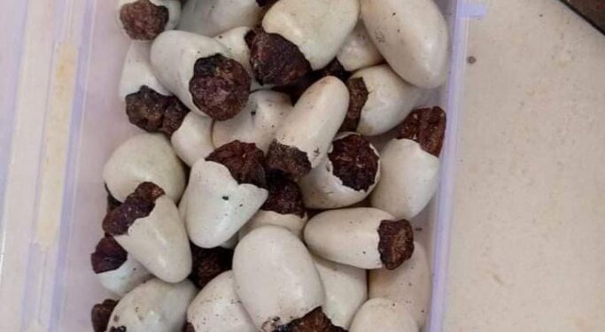 दोघं होमगार्डचे कारनामे, सफेद भिलावा देण्याच्या बहाण्याने बोलावून तरुणांना लुटले !