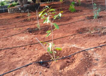 छत्रपती शिवाजी महाराजांचे जन्मस्थान ‘शिवाई देवराई’ जैन ठिबकने बहरले