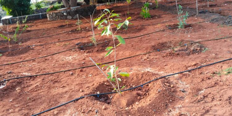 छत्रपती शिवाजी महाराजांचे जन्मस्थान ‘शिवाई देवराई’ जैन ठिबकने बहरले