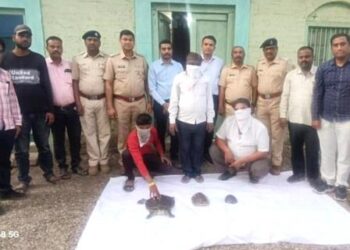 कासवाची तस्करी करताना तिघांना पकडले : वन विभागाची कारवाई