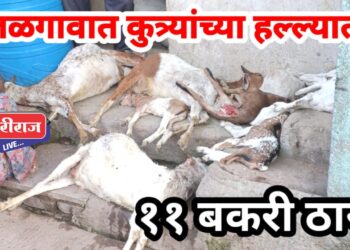 महानगरपालिकेच्या हलगर्जीपणामुळे भटक्या कुत्र्यांची हिंमत वाढली : ११ बकऱ्यांचा पाडला फडशा