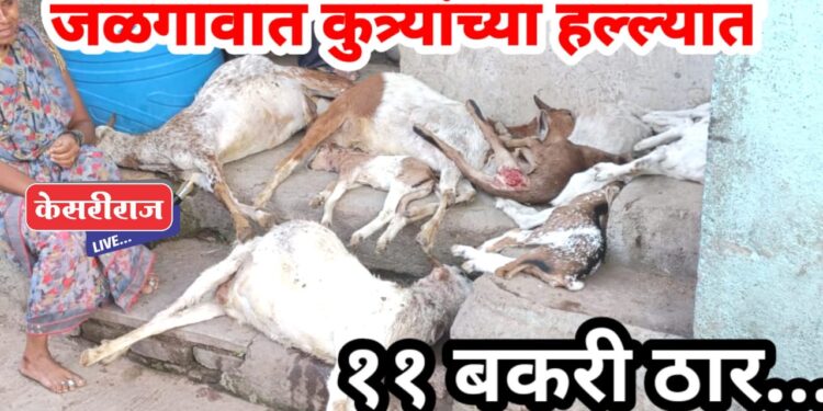 महानगरपालिकेच्या हलगर्जीपणामुळे भटक्या कुत्र्यांची हिंमत वाढली : ११ बकऱ्यांचा पाडला फडशा