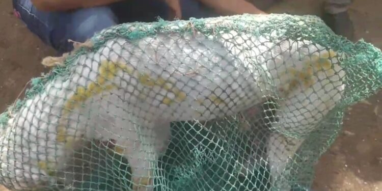 संतापजनक, भटक्या कुत्र्यांच्या अंगावर टाकले ॲसिड !