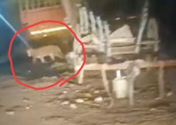 तापी किनारपट्ट्यात बिबट्याचा धुमाकूळ : आधी गाय फस्त, नंतर शेळीला केले जखमी !