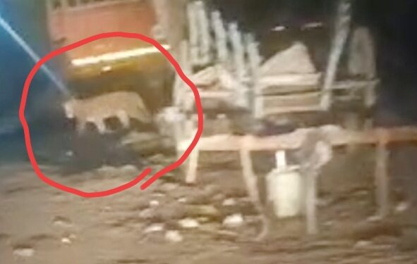 तापी किनारपट्ट्यात बिबट्याचा धुमाकूळ : आधी गाय फस्त, नंतर शेळीला केले जखमी !