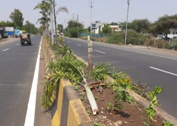 जामनेर शहरातील दुभाजकामधील झाडे तोडणाऱ्यावर करणार कारवाई