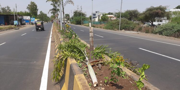 जामनेर शहरातील दुभाजकामधील झाडे तोडणाऱ्यावर करणार कारवाई