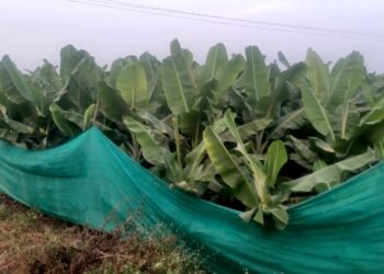 रावेर तालुक्यात तापमानाच्या वाढत्या पाऱ्याने नागरिक हैराण