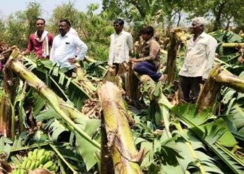 बोदवड तालुक्यात अनेक गावात अवकाळी पावसाने प्रचंड नुकसान