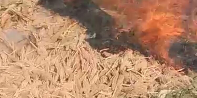 महावितरणाच्या दुर्लक्षामुळे शेतकऱ्याचे लाखो रुपयांचे नुकसान