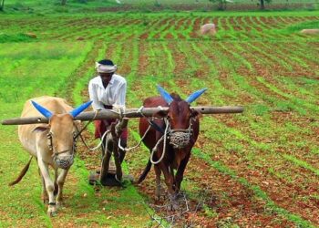 खरिपासाठी बीटी बियाणे विक्रीला सुरुवात
