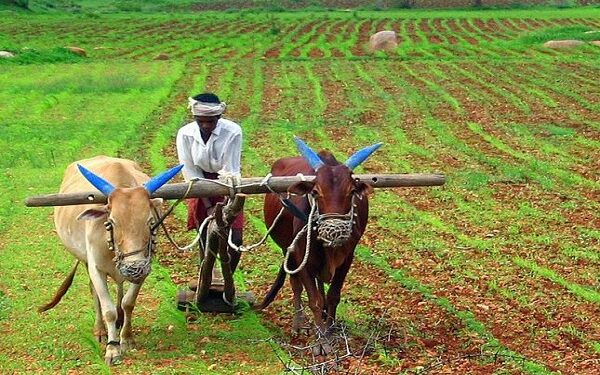 खरिपासाठी बीटी बियाणे विक्रीला सुरुवात