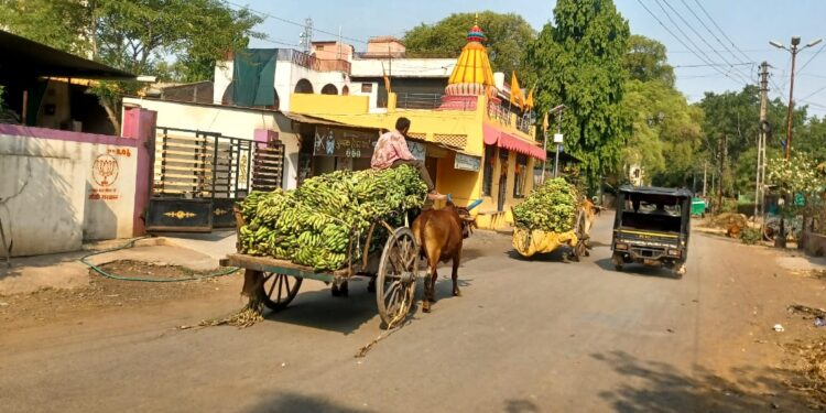 कमी भावामुळे हैराण शेतकऱ्यांना दुसरा धक्का, वाढत्या तापमानाने केळीबागांना फटका !