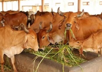 उन्हाळा संपेपर्यंत बैलगाडा शर्यतीचे आयोजन करण्यास मनाई, पशुखाद्याबाबत सूचना