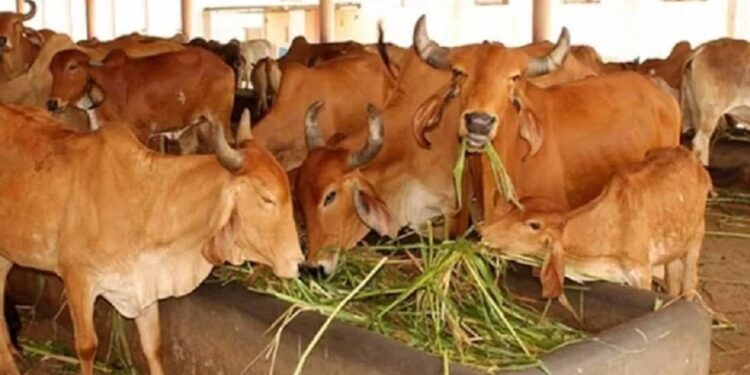 उन्हाळा संपेपर्यंत बैलगाडा शर्यतीचे आयोजन करण्यास मनाई, पशुखाद्याबाबत सूचना