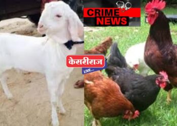 चोरट्याने लांबविल्या  कोंबड्यांसह बकरीचे पिल्ल्ले