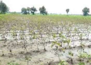 पावसामुळे अमळनेर तालुक्यात शेतकऱ्यांचे अनेक ठिकाणी नुकसान