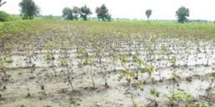 पावसामुळे अमळनेर तालुक्यात शेतकऱ्यांचे अनेक ठिकाणी नुकसान
