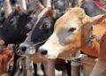 पशुपालकांसाठी माहिती : जळगाव जिल्ह्यात सप्टेंबर महिन्यात होणार गणना