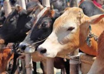 पशुपालकांसाठी माहिती : जळगाव जिल्ह्यात सप्टेंबर महिन्यात होणार गणना