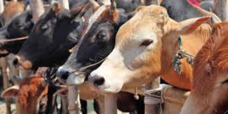 पशुपालकांसाठी माहिती : जळगाव जिल्ह्यात सप्टेंबर महिन्यात होणार गणना