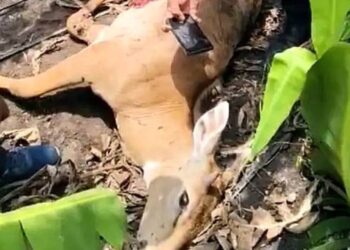 केळीच्या बागेत बिबट्याने केलीहरणाची शिकार, वनविभागाचा पंचनामा