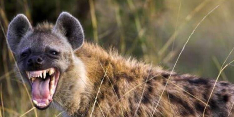 हिंस्त्र वन्यप्राण्यांच्या हल्ल्यात दोन गोऱ्हे ठार