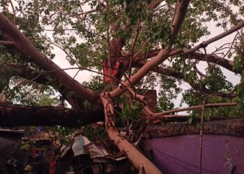 वादळी वाऱ्याने घरावर झाड कोसळून दबल्याने चार जण जखमी