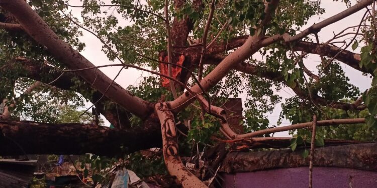 वादळी वाऱ्याने घरावर झाड कोसळून दबल्याने चार जण जखमी