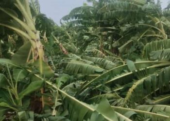 वादळीवाऱ्याने केळी पिकाचे नुकसान : उन्मेष पाटील, करण पवार यांनी केली पाहणी