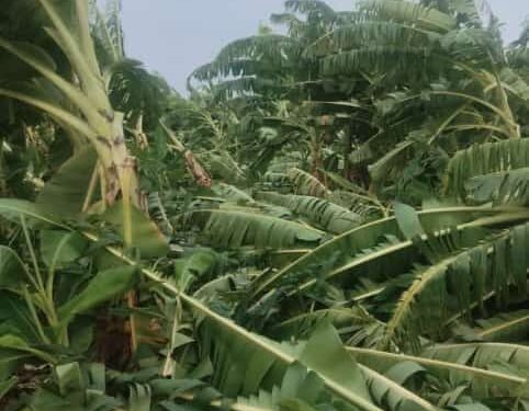 वादळीवाऱ्याने केळी पिकाचे नुकसान : उन्मेष पाटील, करण पवार यांनी केली पाहणी