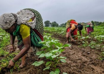 महिला शेतकरीची शासनाकडून थट्टा : पिक विमासाठी भरले १४ हजार, भरपाई दिली फक्त ८४० रुपये..!